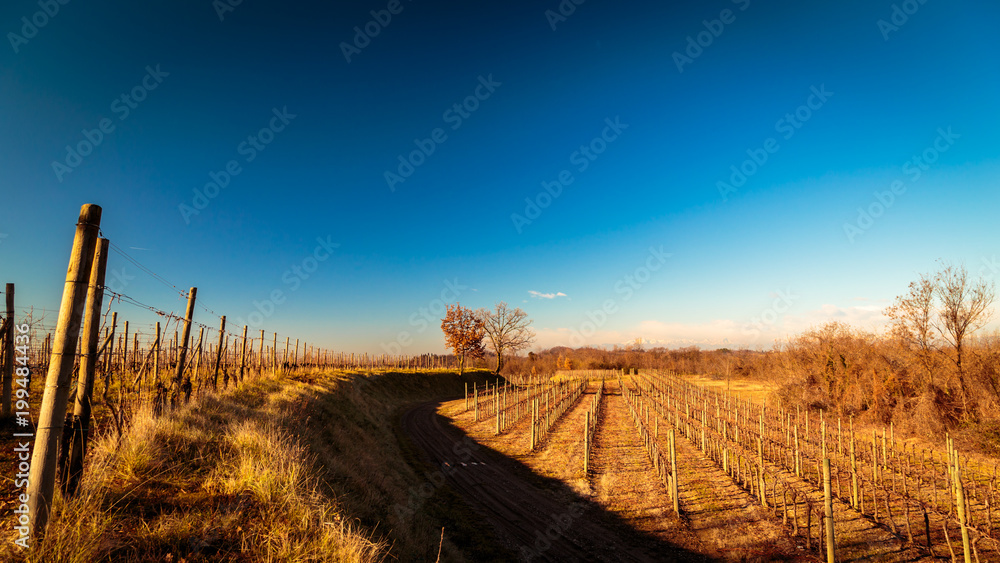 Sunset in the vineyards of Collio, Italy