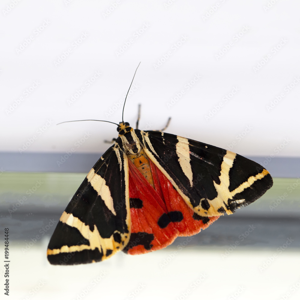 Obraz premium papillon écaille-martre