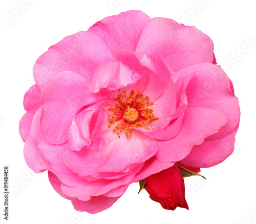 Wonderful red Rose (Rosaceae) with bud isolated on white background, including clipping path.