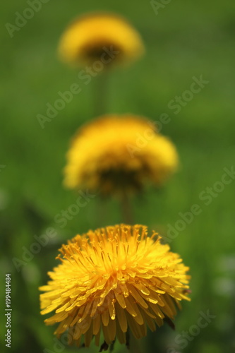 Fototapeta Naklejka Na Ścianę i Meble -  Close Up Macro Of Yellow Dandelion