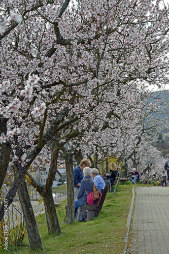 mandelblüte bei Neustadt-gimmeldingen