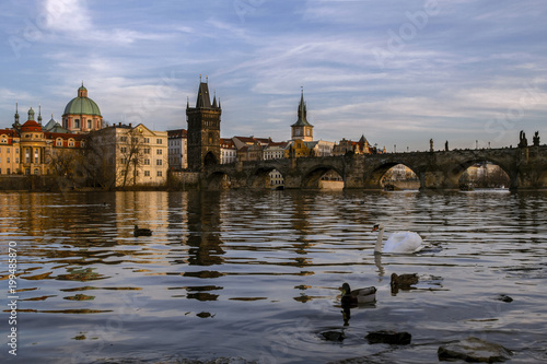Prague. View of the River Vltava and Charles Bridge at sunset.In foreground Swan on the river . Czech Republic.