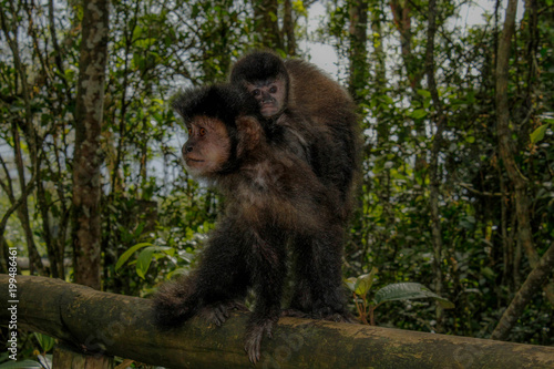 The monkey and his cub in a rainforest in southern Brazil.