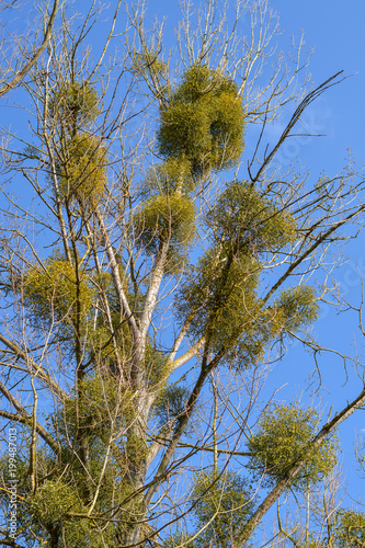 Misteltoes on a tree with blue sky photo