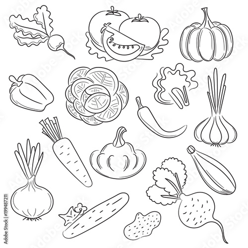 Vegetables hand drawn, doodle, brush sketch. Radish, tomato, pumpkin, pepper, cabbage, jalapeño, onion, patisson. Menu