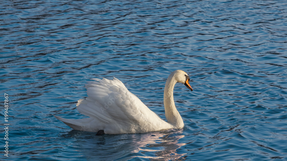 Graceful white swan swimming in the lake, swan in the wild Graceful white swan swimming in the lake, swan in the wild