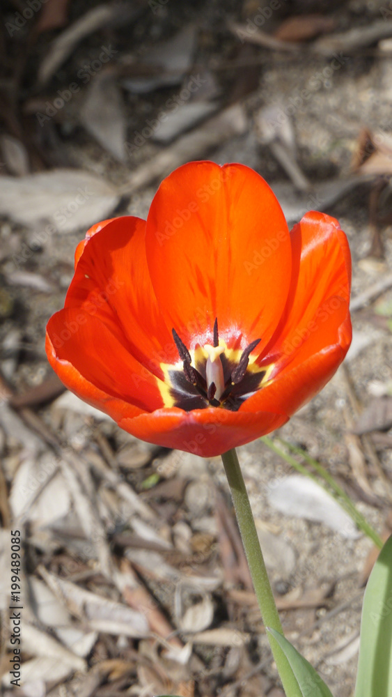 Tulip Red Georgette closeup 1. Tulip Red Georgette closeup 1.