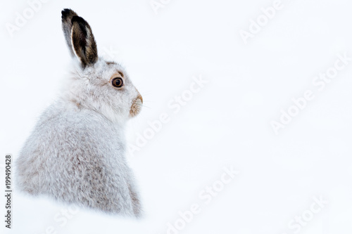 Mountain hare portrait (Lepus timidus) in winter snow, Scottish Highlands, Scotland