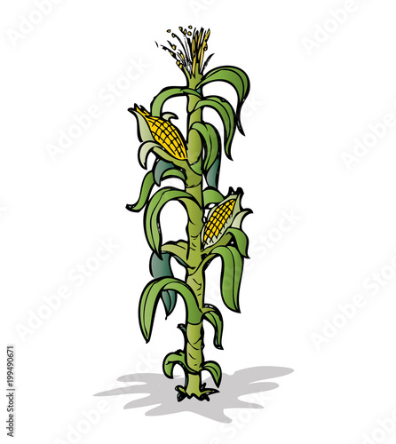 Corn plant