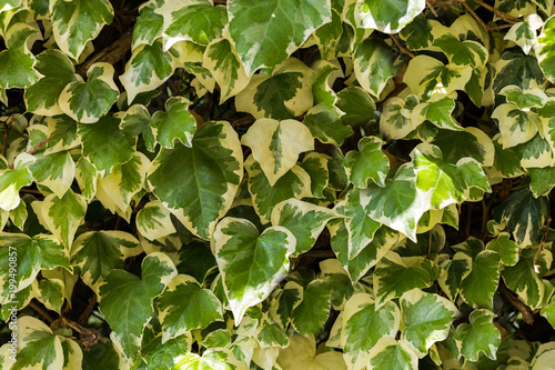 Ivy colored leaves - natural background, texture