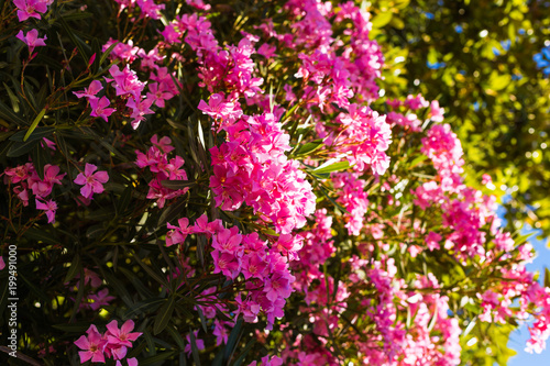 Closeup of a pink oleander and Nerium oleander blossoming on a tree - beautiful floral background, texture photo