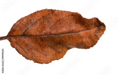 old dry apple leaf. Isolated on white background