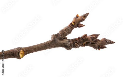 part of a dry twig isolated on white isolated background © Юлия Буракова