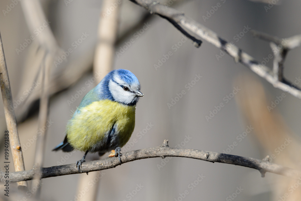 Obraz premium Small bird tomtit sits on branch