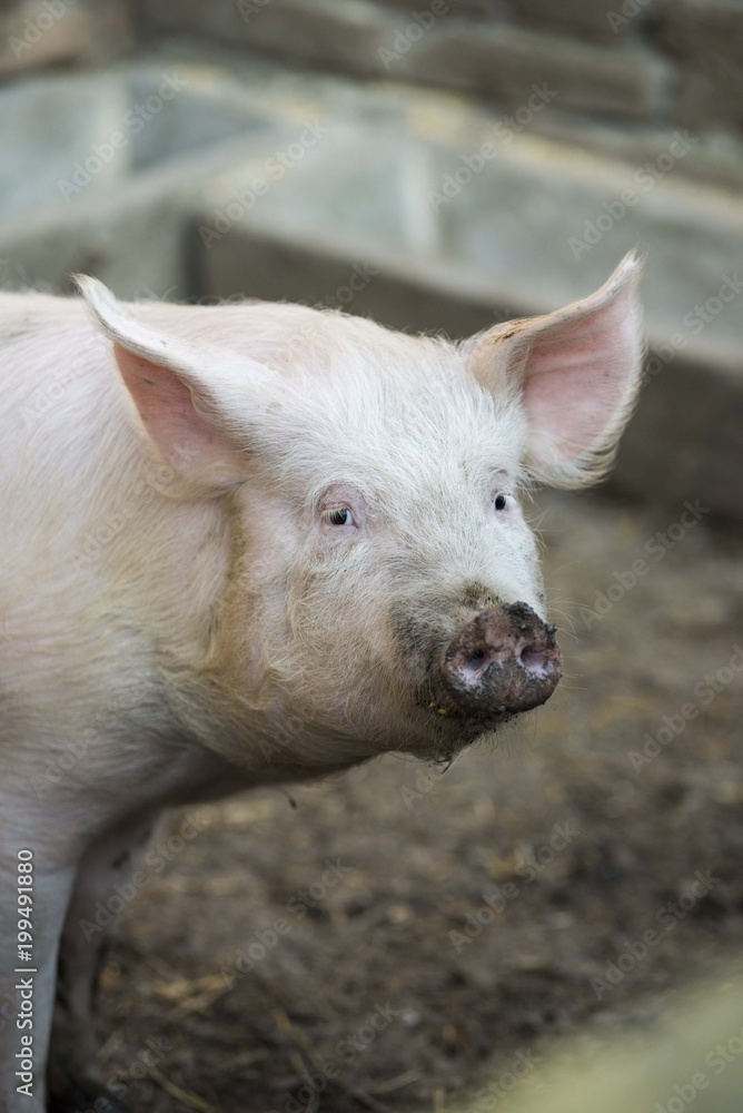 pig on farm pig on farm
