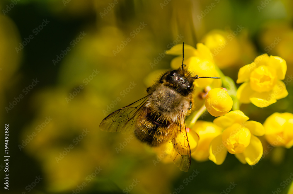 Honey Bee on Yellow Flower, Close Up Macro,spring Honey Bee on Yellow Flower, Close Up Macro,spring
