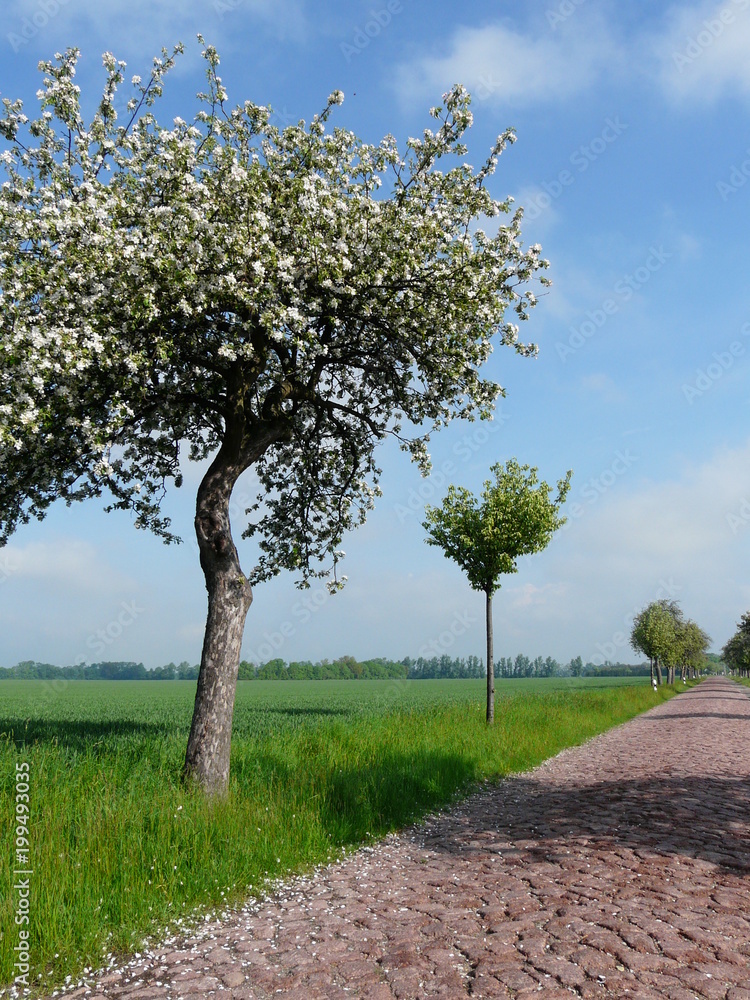 Obraz premium Landschaften in der Magdeburger Börde