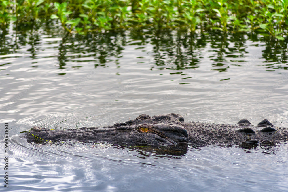 Saltwater crocodile in Kakadu, Northern Territory Saltwater crocodile in Kakadu, Northern Territory