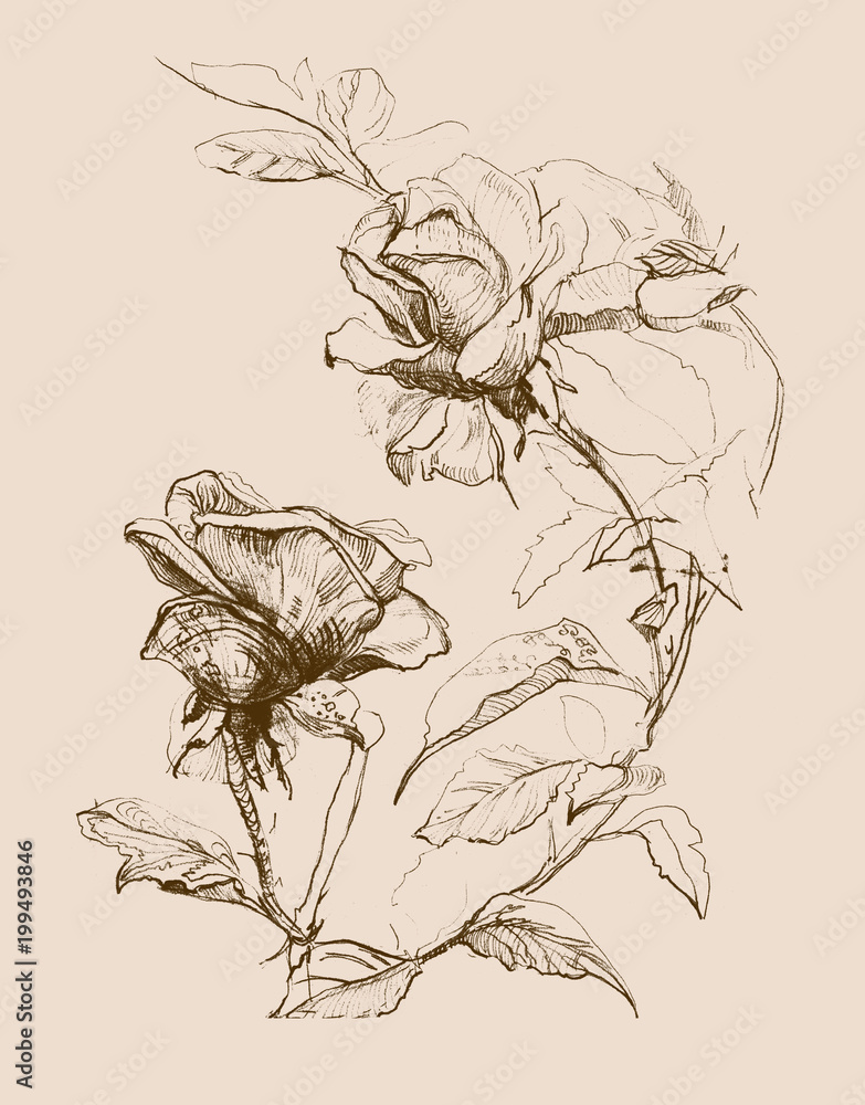 Naklejka pencil drawing two roses on beige background