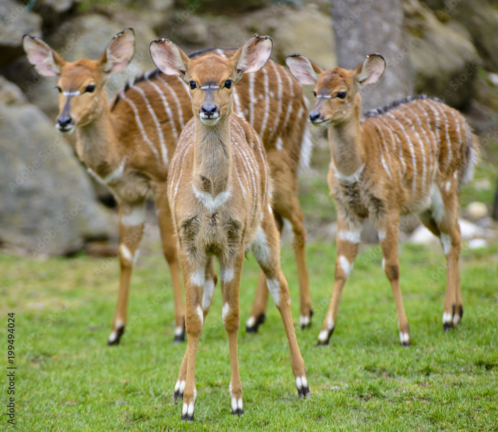 Fototapeta premium Tragelaphus angasii,Tragelaphus buxtoni