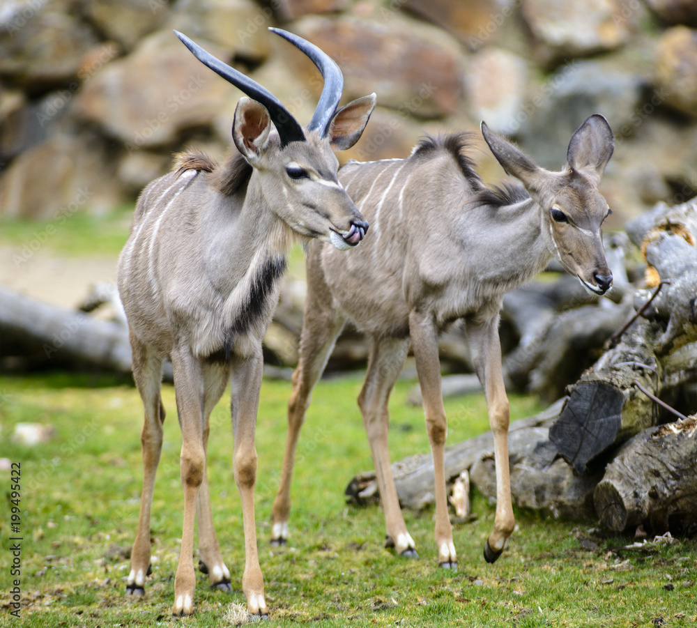 Tragelaphus strepsiceros, Damaliscus pygargus phillipsi Tragelaphus strepsiceros, Damaliscus pygargus phillipsi
