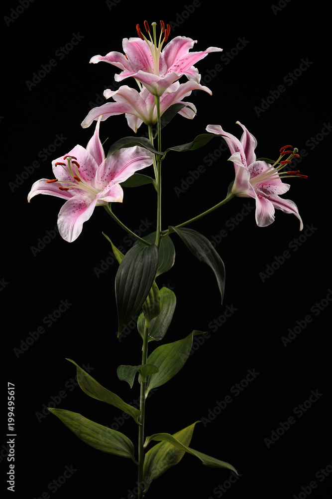 Obraz premium beautiful white pink lilies