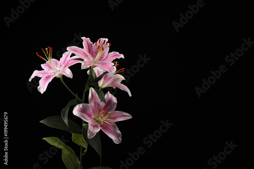 Fototapeta Naklejka Na Ścianę i Meble -  beautiful white pink lilies