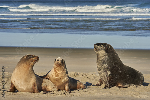 A male New Zealand sea lion (Hooker's sea lion) guards juvenile females of the species on Allans Beach, Otago Peninsula, Otago, South Island, New Zealand
