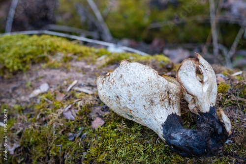 Autumn mushroom on a rock