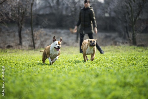 amstaff dogs running in garden photo