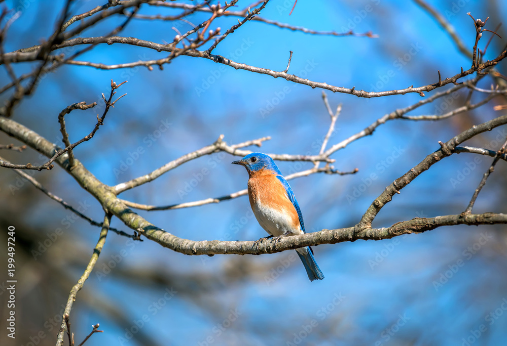 Colorful Eastern Bluebird perched on a tree branch in Springtime Colorful Eastern Bluebird perched on a tree branch in Springtime