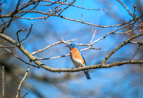 Colorful Eastern Bluebird perched on a tree branch in Springtime