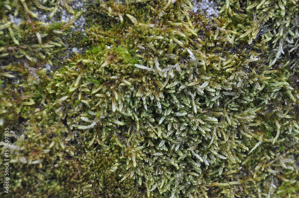 Moss Moss