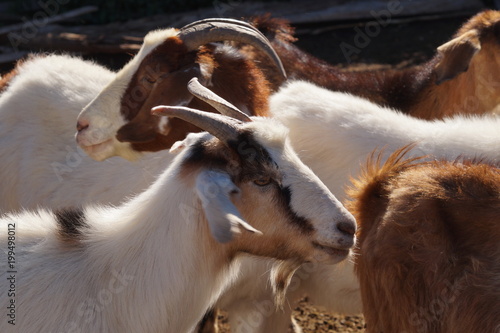 Cabras andinas  para producción de carne y lana en Mendoza Argentina 