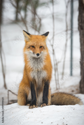 Fototapeta Naklejka Na Ścianę i Meble -  Red Fox - Vulpes vulpes, healthy specimen in his habitat in the woods, sits down and seems to pose for the camera.  