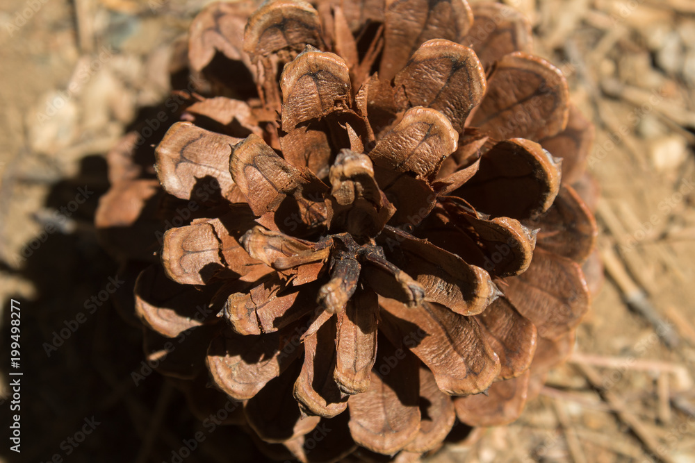 Pine tree seed view from above