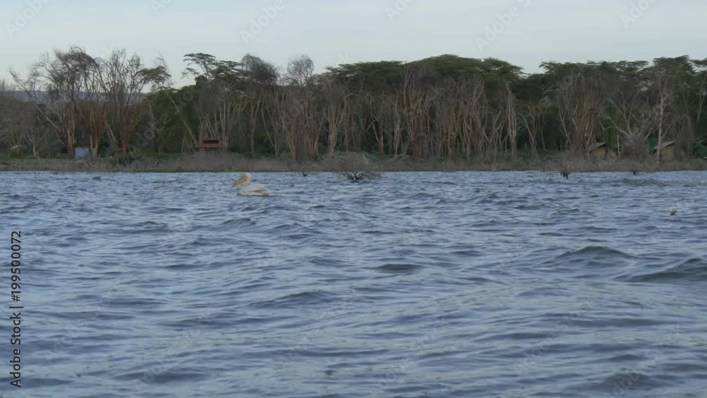Boat and pelican floating on the lake Boat and pelican floating on the lake