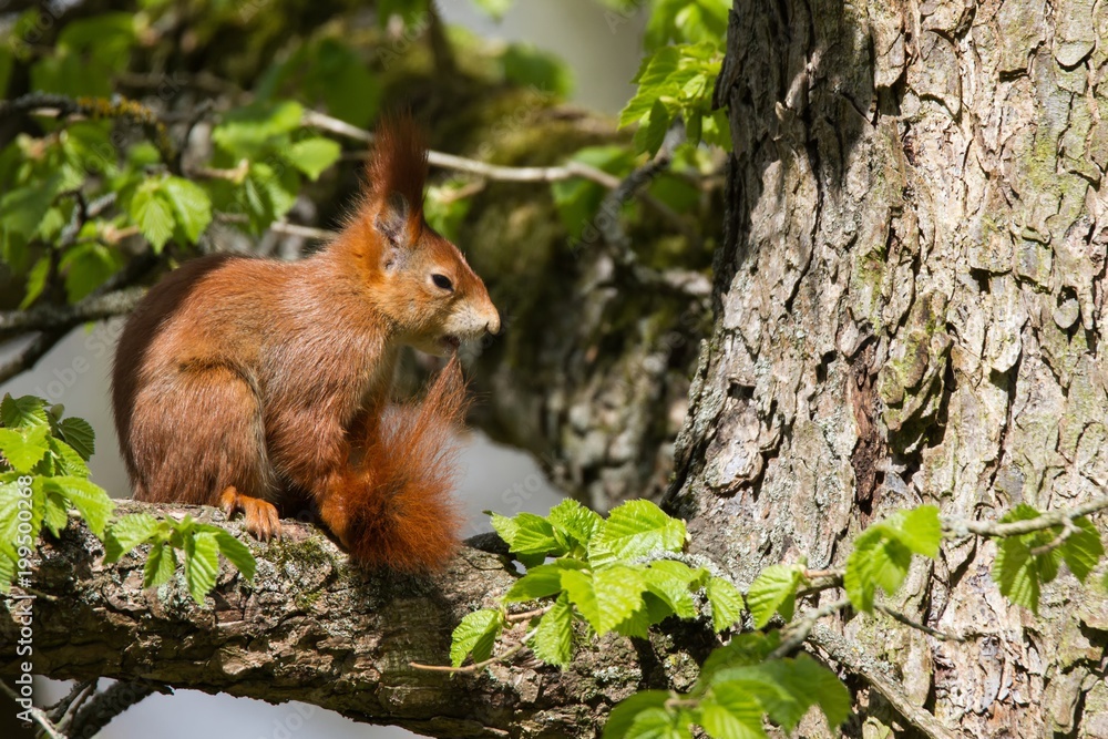Eichhörnchen 17 Eichhörnchen 17