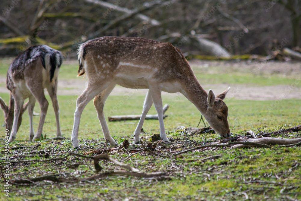 Fallow Deer Forest Spring Brown Grass Tree Leaves