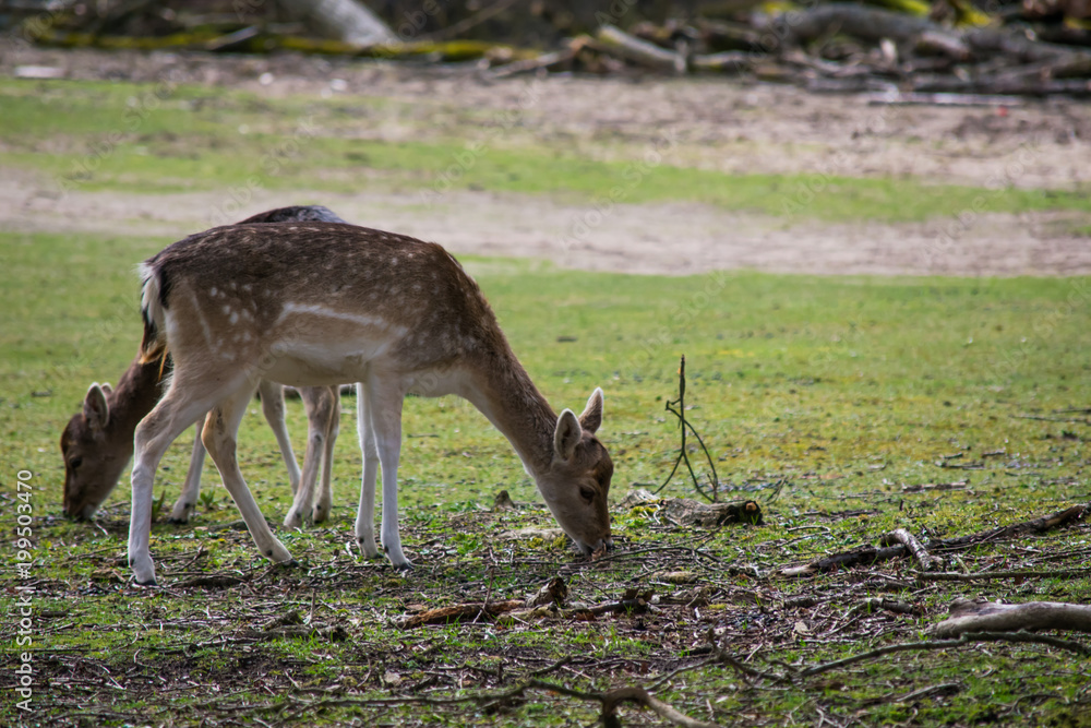 Fallow Deer Forest Spring Brown Grass Tree Leaves Fallow Deer Forest Spring Brown Grass Tree Leaves
