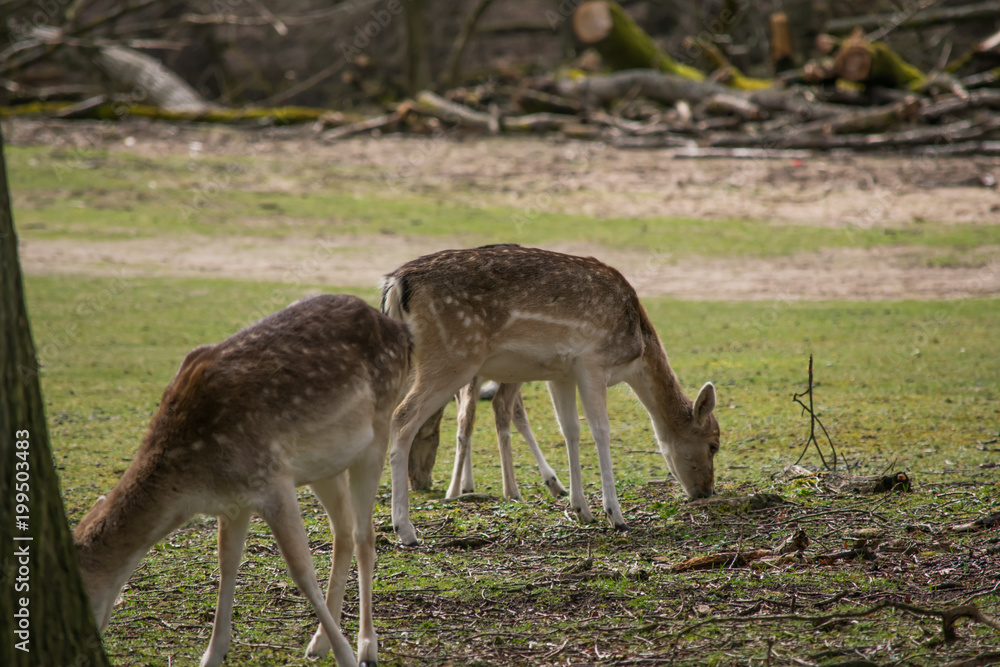 Fallow Deer Forest Spring Brown Grass Tree Leaves Fallow Deer Forest Spring Brown Grass Tree Leaves