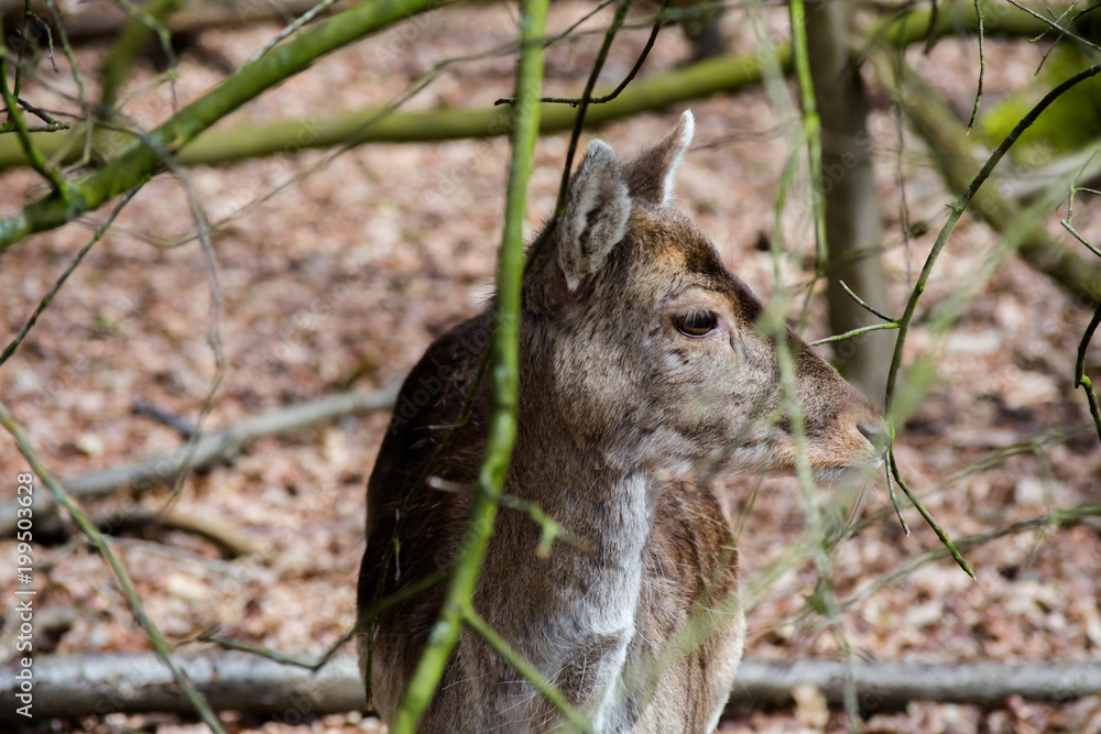 Fallow Deer Forest Spring Brown Grass Tree Leaves Fallow Deer Forest Spring Brown Grass Tree Leaves