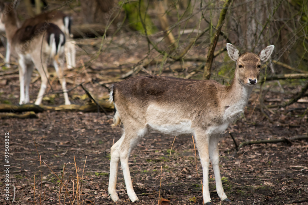 Fallow Deer Forest Spring Brown Grass Tree Leaves Fallow Deer Forest Spring Brown Grass Tree Leaves
