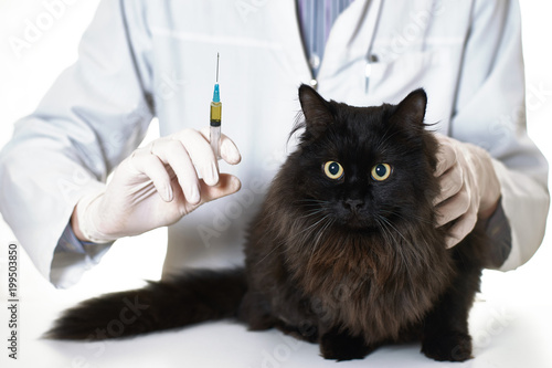 Sick cat at a doctor's appointment © Igor