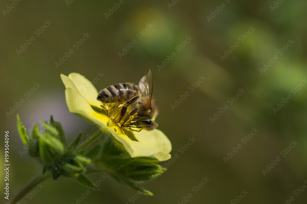 Biene auf Blüte