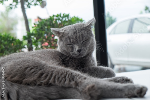 Cat relaxing on the couch in colorful blur background, cute funny cat close up, elaxing cat, cat resting, cat playing at home photo