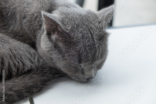 Cat relaxing on the couch in colorful blur background, cute funny cat close up, elaxing cat, cat resting, cat playing at home photo