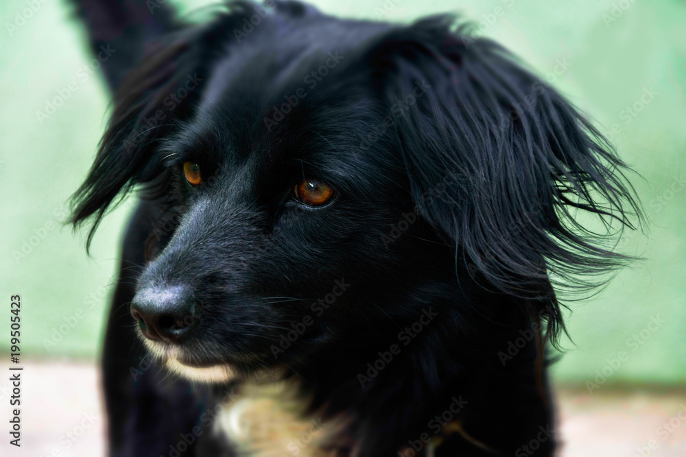 Fototapeta premium The Dog