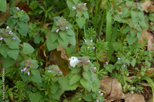 Wallpaper Mural ツマキチョウのオス Torontodigital.ca