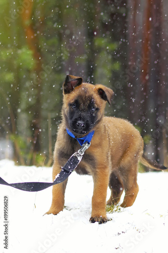Interested Belgian Shepherd Malinois puppy with a blue collar staying outdoors on a snow in winter